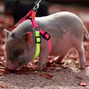 MiniPig