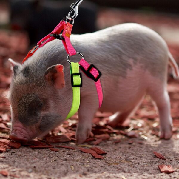 MiniPig